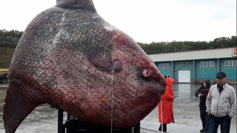 Ρώσοι ψαράδες αλίευσαν ψάρι ενός τόνου (εικόνες)